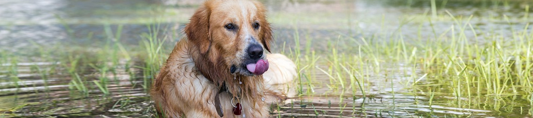 Urlaub mit Hund in Südtirol